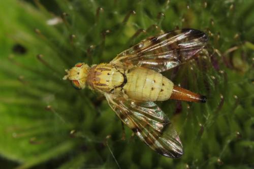 Réf. 87 878 : Terellia tussilaginis