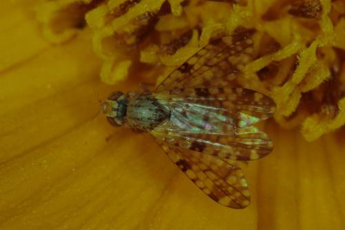 Réf. 87 984 : Dioxyna bidentis