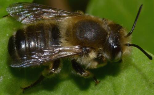Megachile sp.