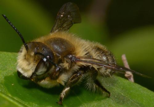 Megachile sp.