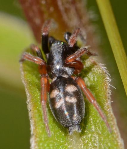Phaeocedus braccatus