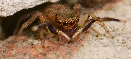 Réf. 87 002 : Euophrys frontalis