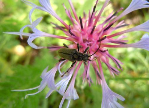 Réf. 87 314 : Cortodera holosericea