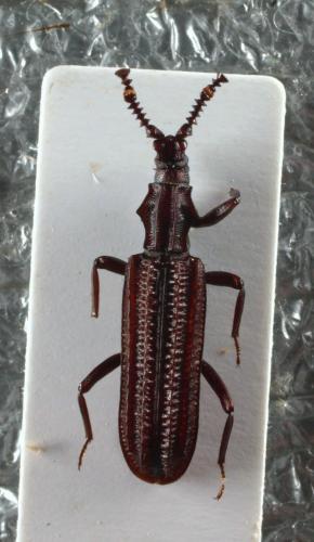 Rhysodina mniszechi