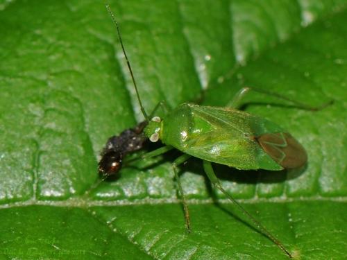 Réf. 87 040 : Lygocoris pabulinus