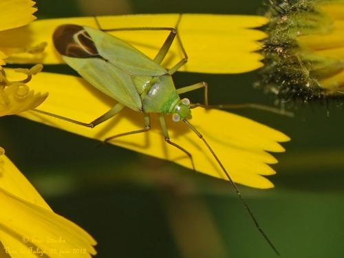 Réf. 87 193 : Calocoris affinis