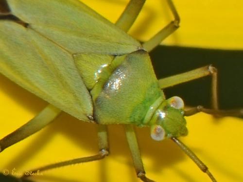 Réf. 87 194 : Calocoris affinis