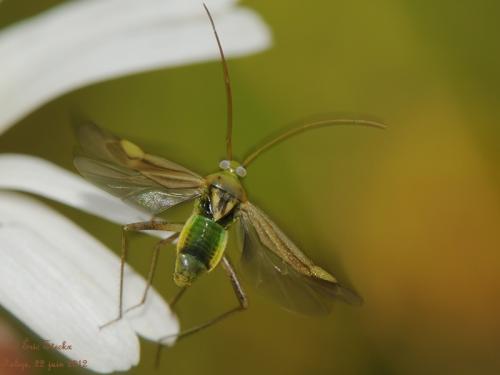 Réf. 87 261 : Adelphocoris lineolatus