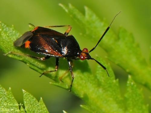 Réf. 87 518 : Deraeocoris ruber