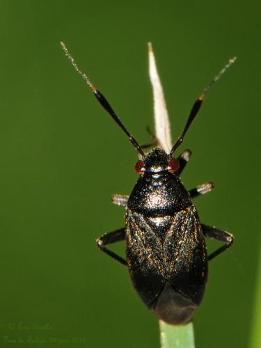 Réf. 87 627 : Capsus ater