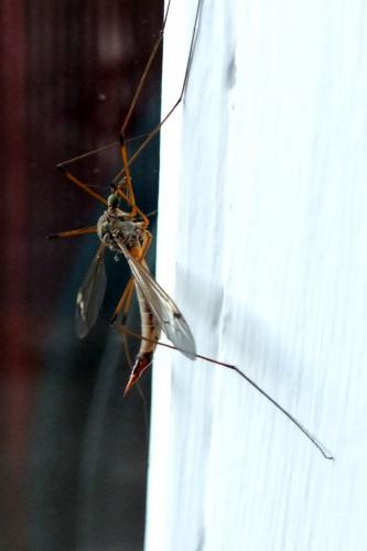 Tipula sp.