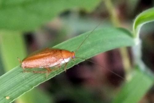 Ectobius pallidus