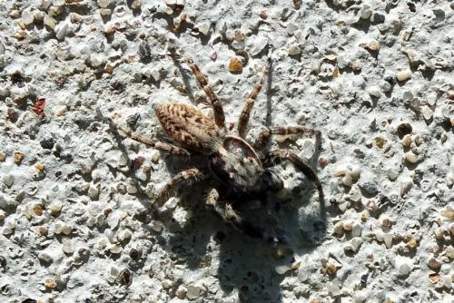 Menemerus taeniatus