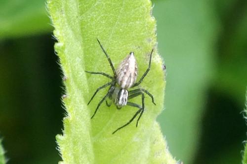 Réf. 87 097 : Oxyopes lineatus