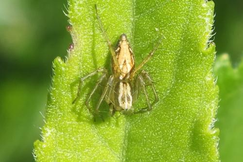 Réf. 87 329 : Oxyopes lineatus