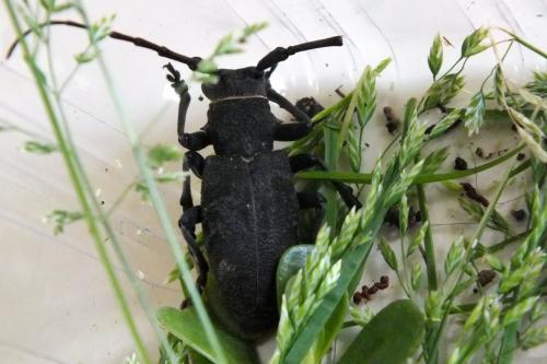 Morimus asper