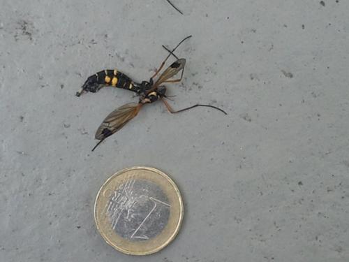 Ctenophora festiva