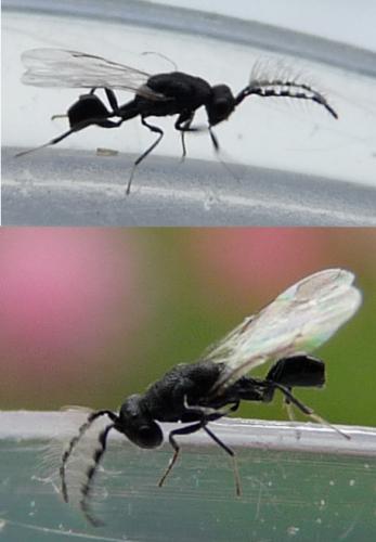 Eurytoma sp.