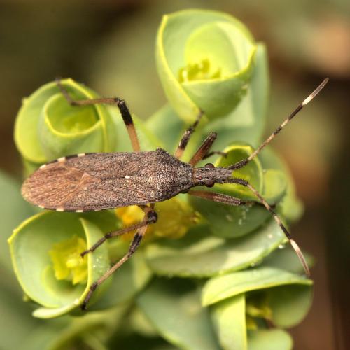 Réf. 87 153 : Dicranocephalus setulosus