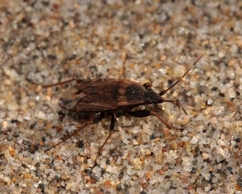 Ischnopeza hirticornis