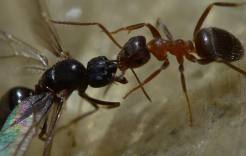 Lasius emarginatus
