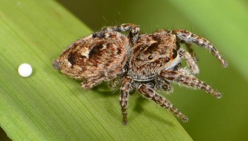 Attulus floricola