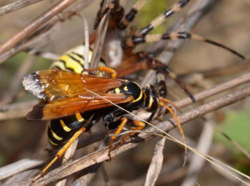 Batozonellus lacerticida