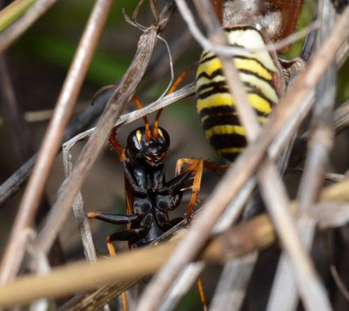 Batozonellus lacerticida