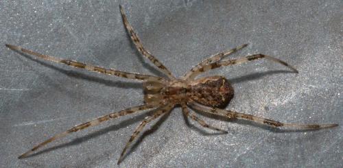Episinus maculipes