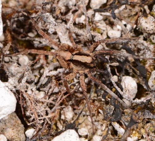 Xerolycosa sp.