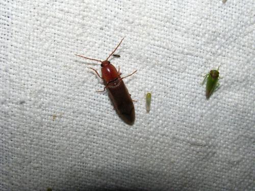 Stenagostus rhombeus