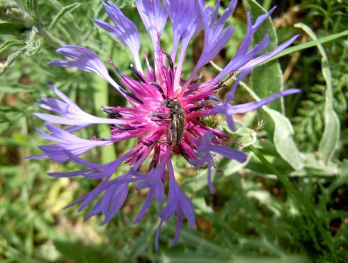 Cortodera holosericea