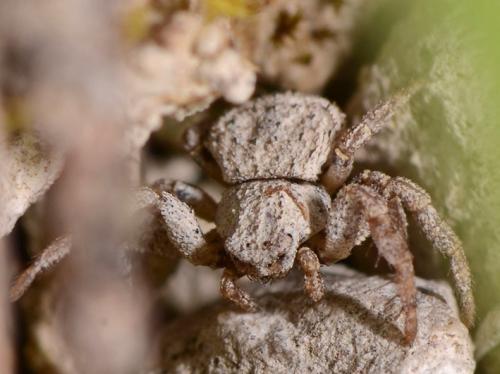 Réf. 87 662 : Ozyptila scabricula