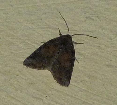 Réf. 87 767 : Bryophila ravula