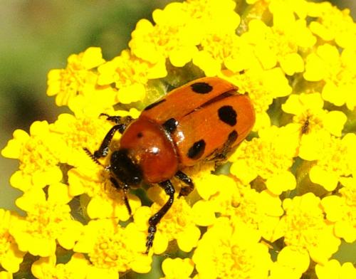 Réf. 87 861 : Clytra valeriana