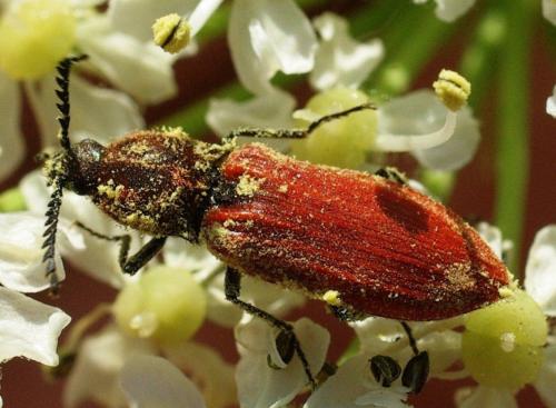 Réf. 87 886 : Anostirus lederi
