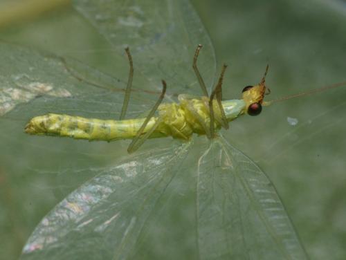 Chrysoperla lucasina