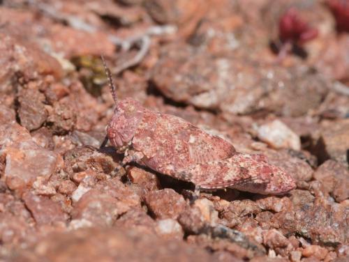 Réf. 87 215 : Oedipoda sp.