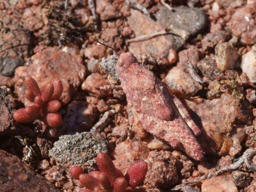 Réf. 87 216 : Oedipoda sp.