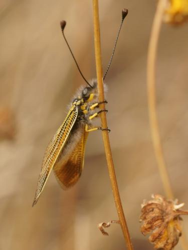 Libelloides ictericus