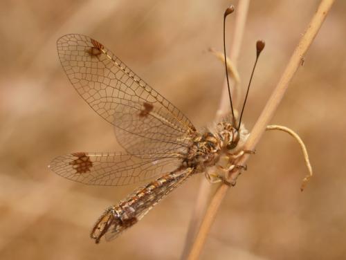 Réf. 87 553 : Deleproctophylla dusmeti