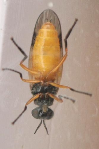 Beris vallata