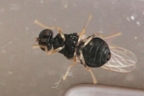Pachygaster leachii