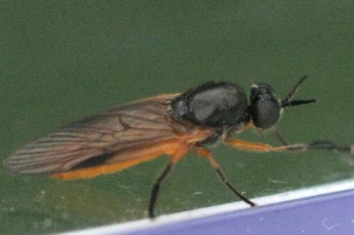 Beris vallata