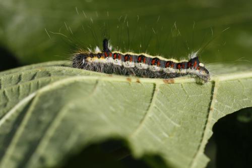 Acronicta psi