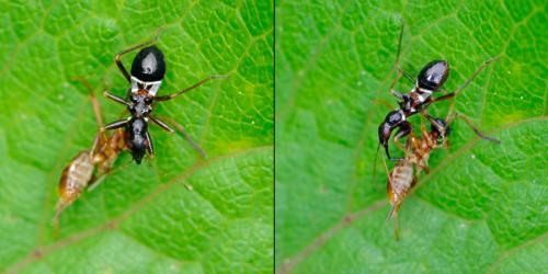 Himacerus mirmicoides
