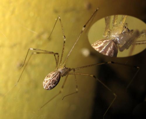 Holocnemus pluchei