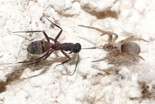 Filistata insidiatrix