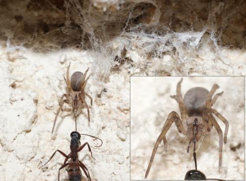 Filistata insidiatrix