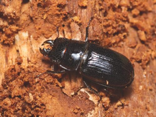 Réf. 87 568 : Ceruchus chrysomelinus